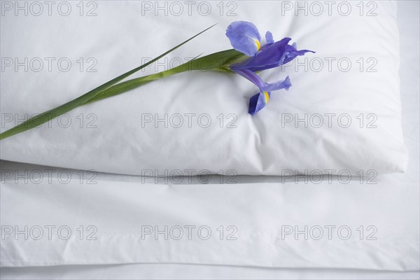 Closeup of pillow and bed sheets with  flower. Date : 2006