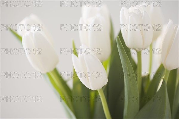 Closeup of tulips. Date : 2006