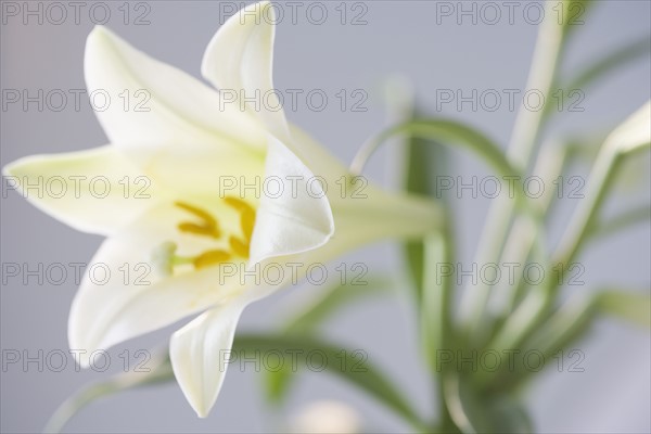 Extreme closeup of a lily. Date : 2006