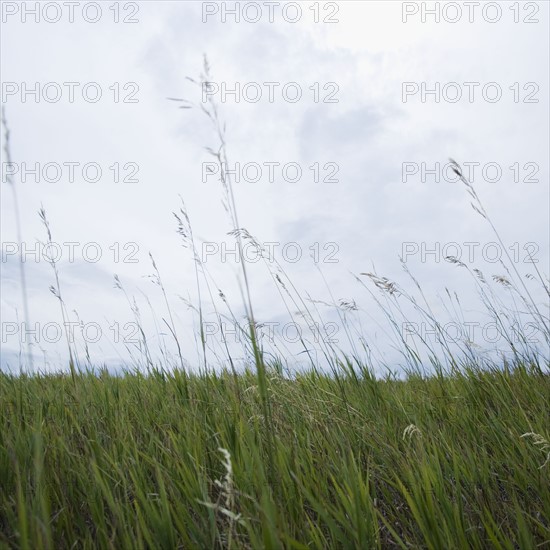 Close up of grass. Date : 2006