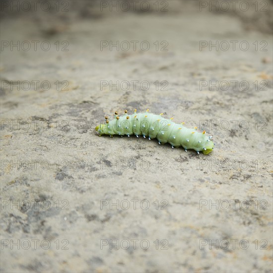 Closeup of a green worm. Date : 2006