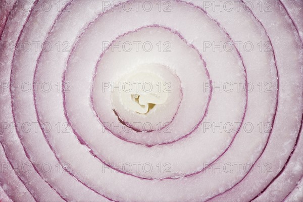 Still life of a slice of onion. Date : 2006