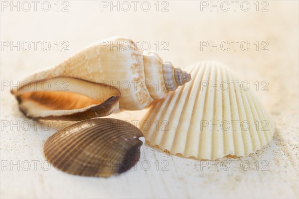 Still life of seashells. Date : 2006