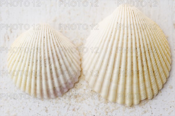 Still life of seashells. Date : 2006