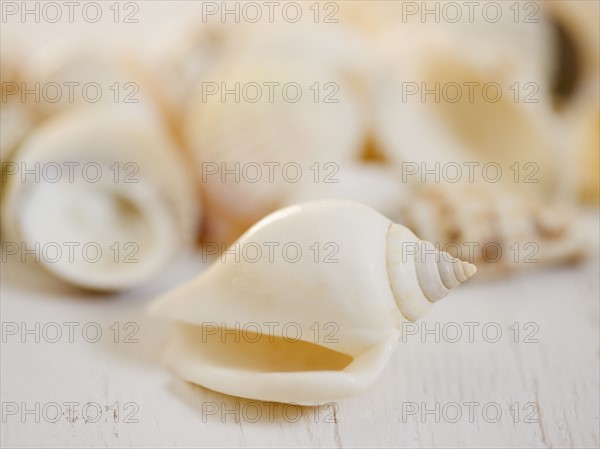 Closeup of seashell. Date : 2006