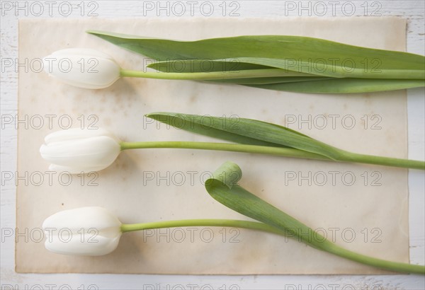 Closeup of three tulips. Date : 2006