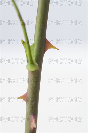 Closeup of rose stem with thorns. Date : 2006