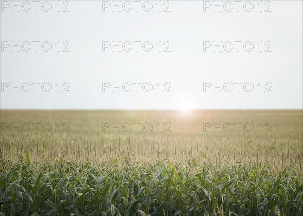 Cornfields in Minnesota USA. Date : 2006