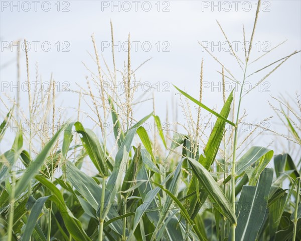 Cornfields in Minnesota USA. Date : 2006