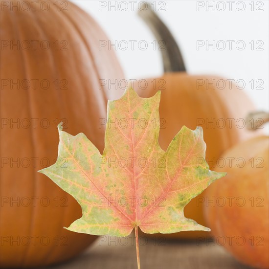 Still life of pumpkins and a fall leaf. Date : 2006