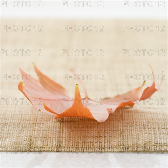 A single autumn leaf. Date : 2006