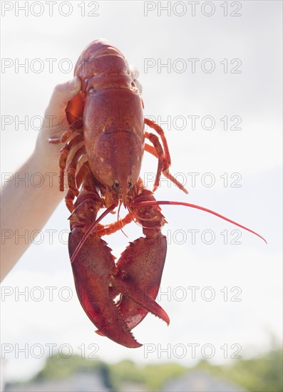 Man holding cooked lobster, Maine, United States. Date : 2007
