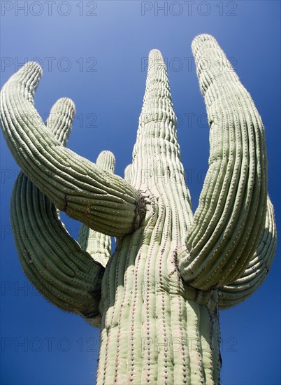 Low angle view of cactus, Arizona, United States. Date : 2007