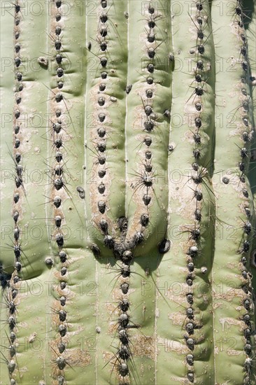 Close up of cactus, Arizona, United States. Date : 2007