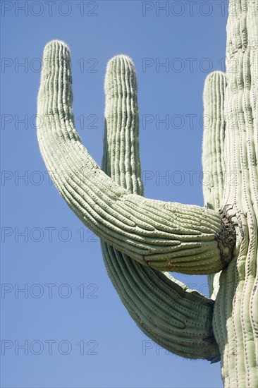 Low angle view of cactus, Arizona, United States. Date : 2007