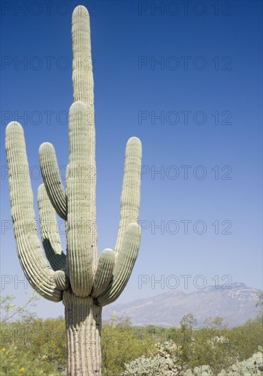 Cactus with mountain in background, Arizona, United States. Date : 2007