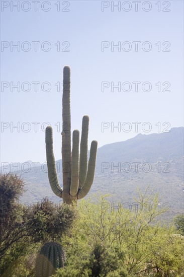 Cactus with mountain in background, Arizona, United States. Date : 2007