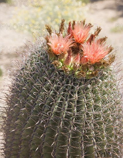 Close up of cactus with flowers, Arizona, United States. Date : 2007