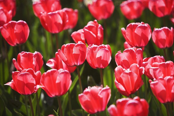 Close up of flowers. Date : 2007