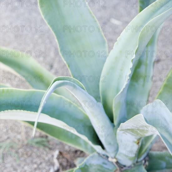 Close up of cactus, Arizona, United States. Date : 2007