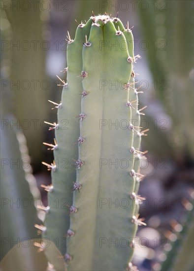 Close up of cactus, Arizona, United States. Date : 2007