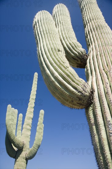 Low angle view of cactus, Arizona, United States. Date : 2007