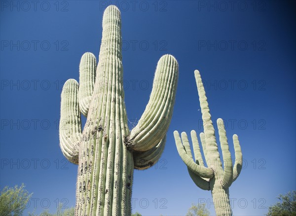 Low angle view of cactus, Arizona, United States. Date : 2007