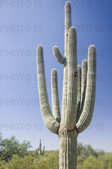 Low angle view of cactus, Arizona, United States. Date : 2007