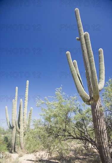 Low angle view of cactus, Arizona, United States. Date : 2007