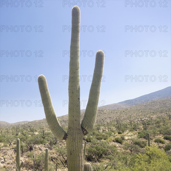 Cactus with mountain in background, Arizona, United States. Date : 2007