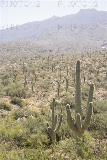 Cactus with mountain in background, Arizona, United States. Date : 2007