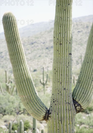 Close up of cactus, Arizona, United States. Date : 2007