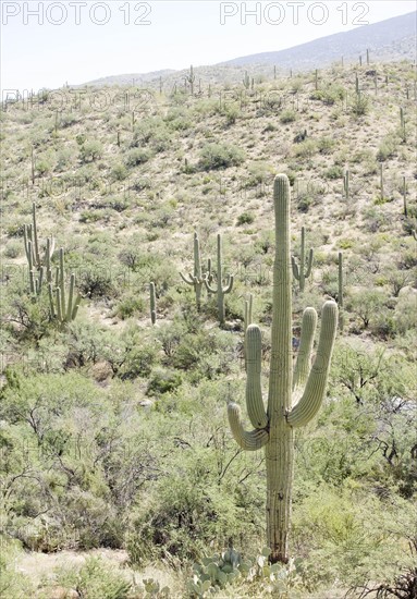 Cactus with mountain in background, Arizona, United States. Date : 2007