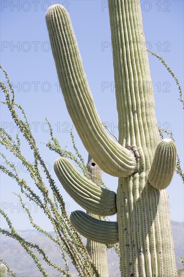 Low angle view of cactus, Arizona, United States. Date : 2007