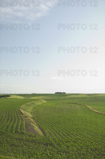 View of corn field. Date : 2007