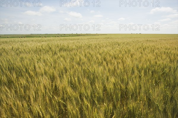 View of wheat field. Date : 2007