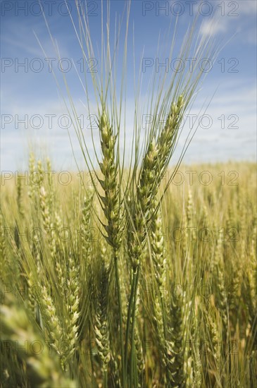 Close up of wheat in field. Date : 2007