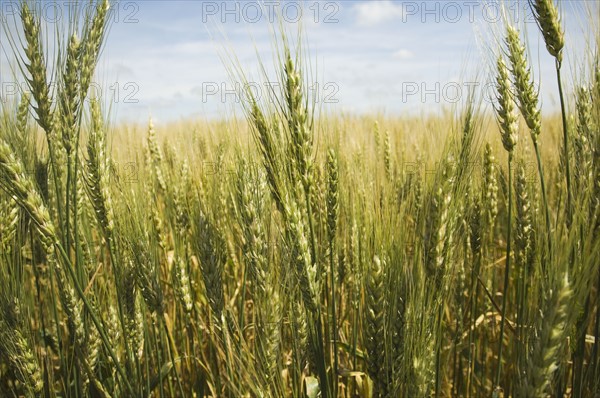 Close up of wheat in field. Date : 2007