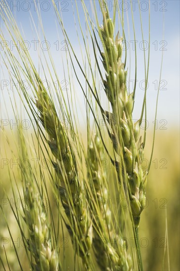 Close up of wheat. Date : 2007