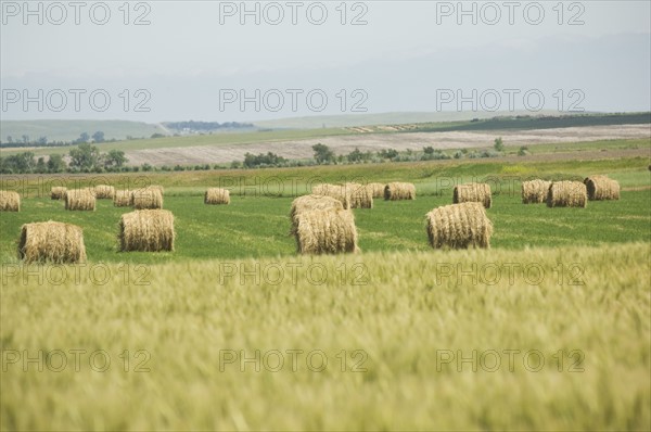 View of wheat field and hay bales. Date : 2007