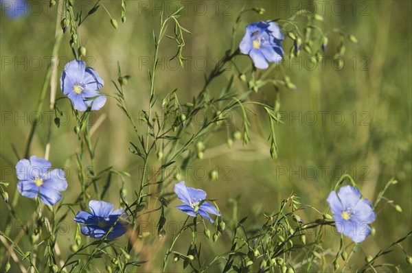 Close up of wild flowers. Date : 2007