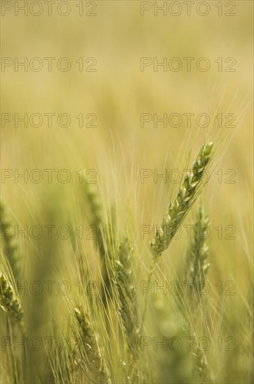 Close up of wheat. Date : 2007