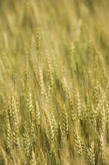 Close up of wheat. Date : 2007