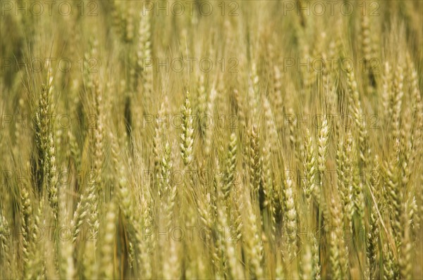 Close up of wheat. Date : 2007