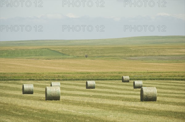 Hay bales in field. Date : 2007