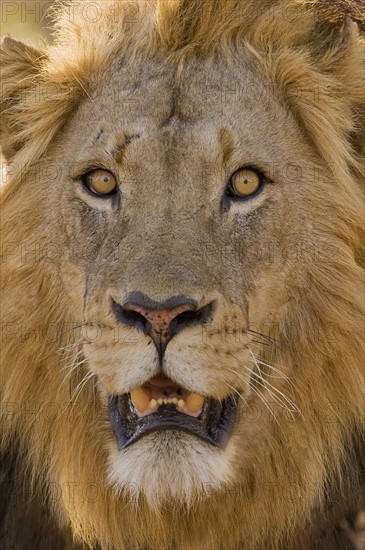 Close up of male lion. Date : 2007