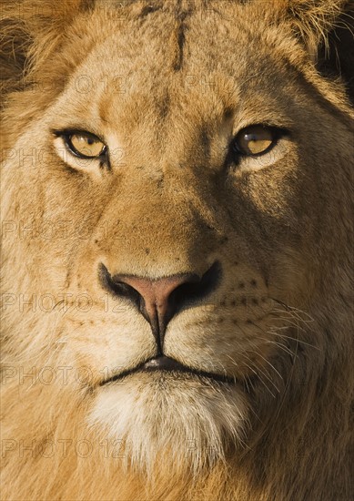 Close up of male lion. Date : 2007