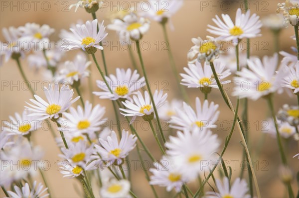 Close up of flowers. Date : 2007