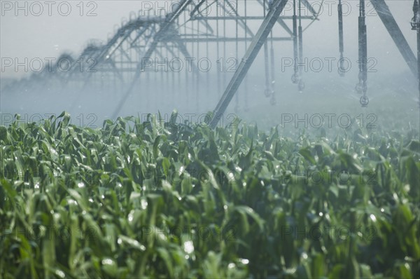 Irrigation over corn field. Date : 2007