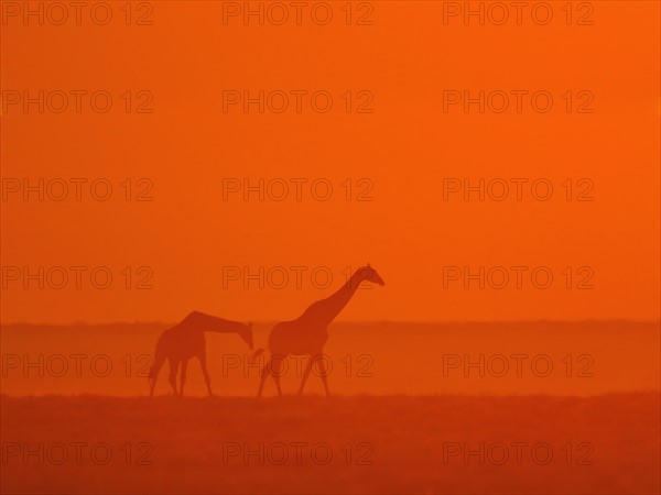 Giraffes walking at sunset. Date : 2007